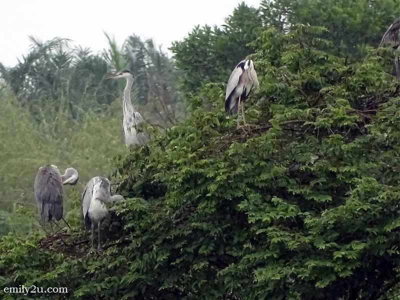 10. bird watching