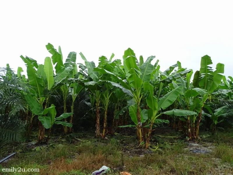 11. banana trees
