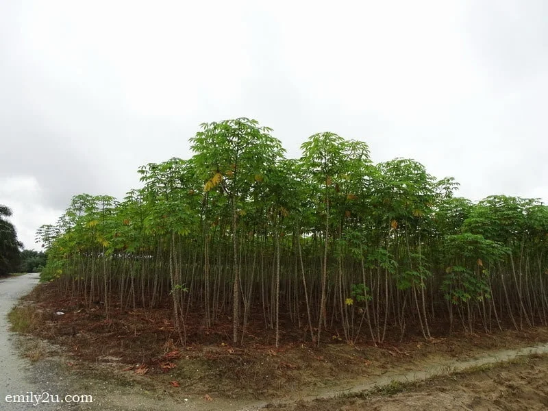 14. tapioca / ubi kayu / cassava almost ready for harvesting after twelve months