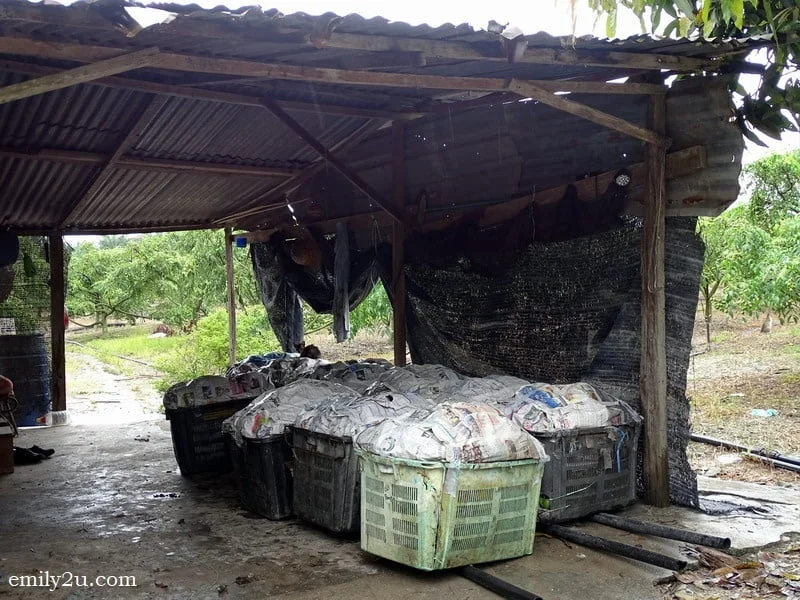 15. produce packed and ready to be delivered to the market