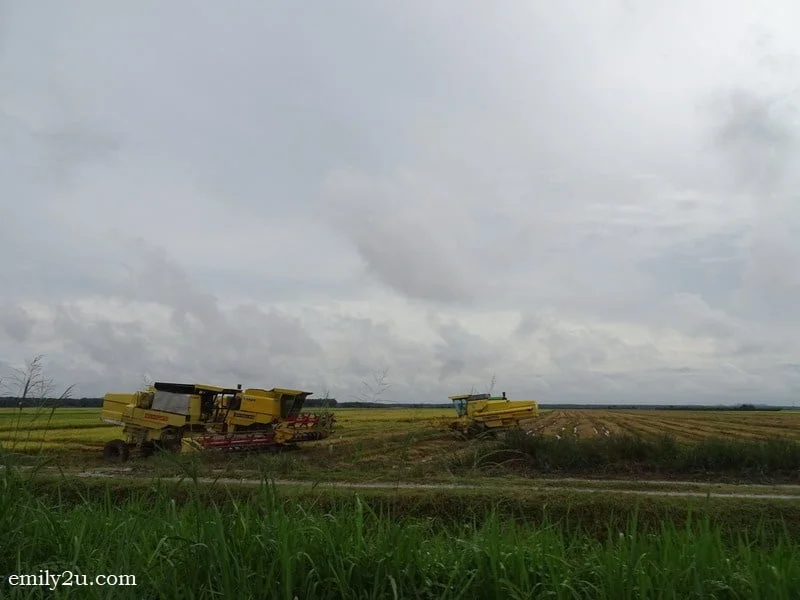 6. it is harvesting season