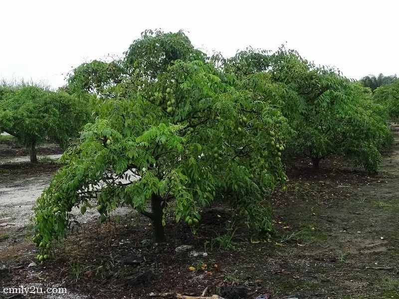 6. amra trees