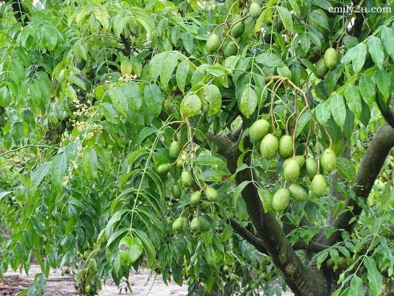 7. amra is known as kedondong in Bahasa Melayu