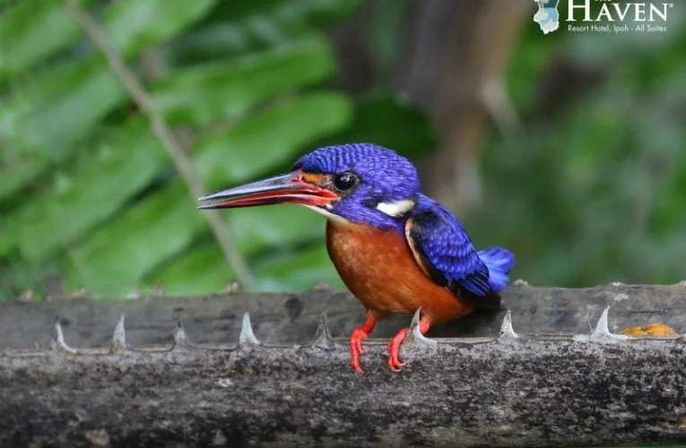 Rewarding Birding at The Haven, Ipoh