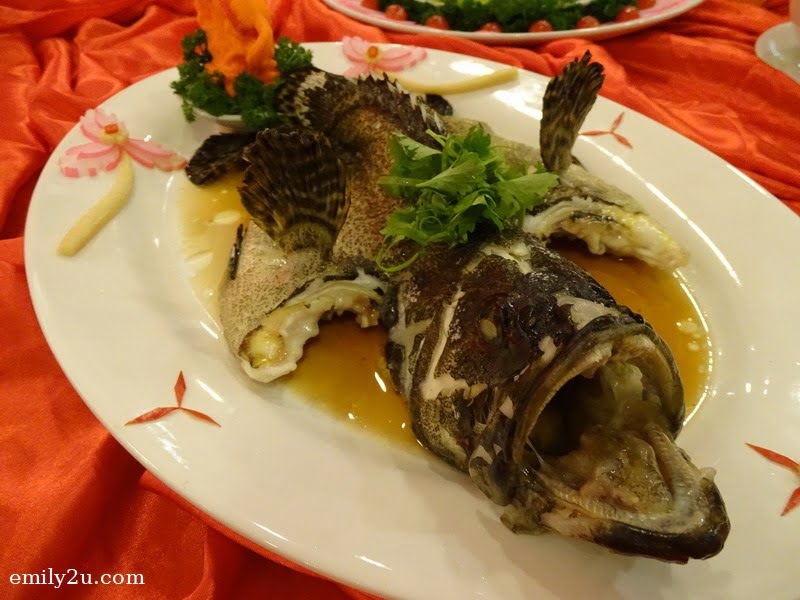 5 Steamed Dragon Tiger Garoupa Fish with Superior Soy Sauce