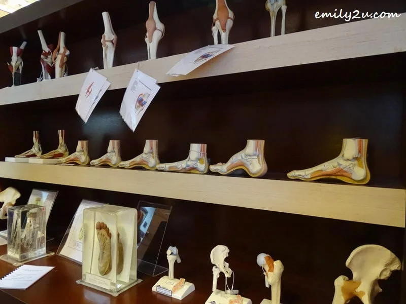 12. musculoskeletal system