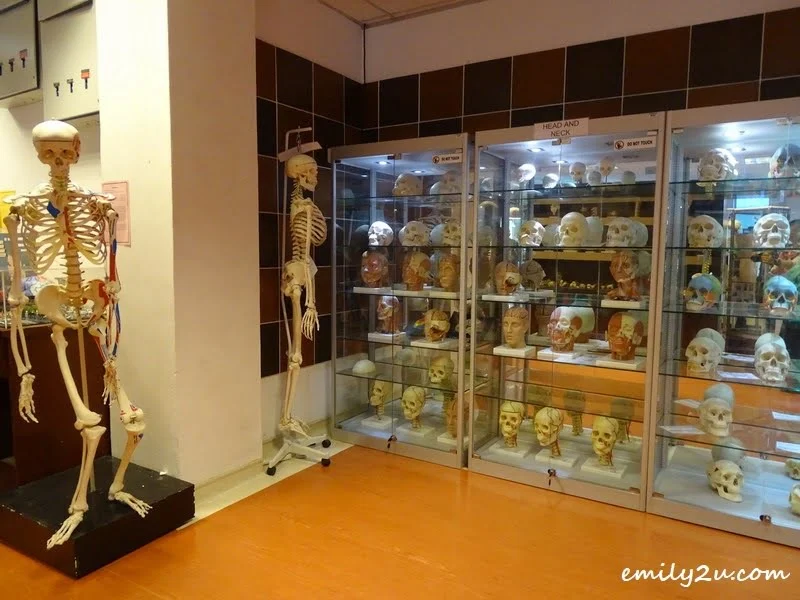 13. head and neck models