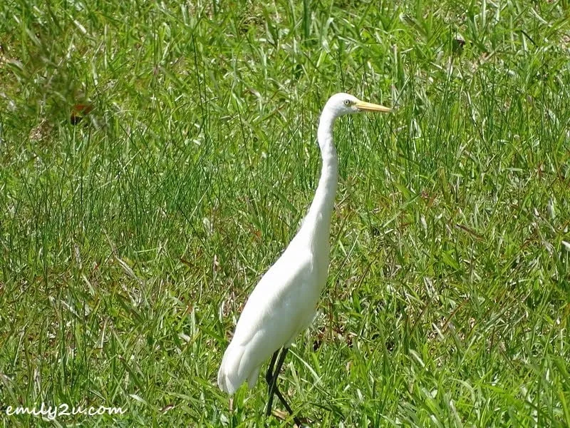  3. lone bird white as snow