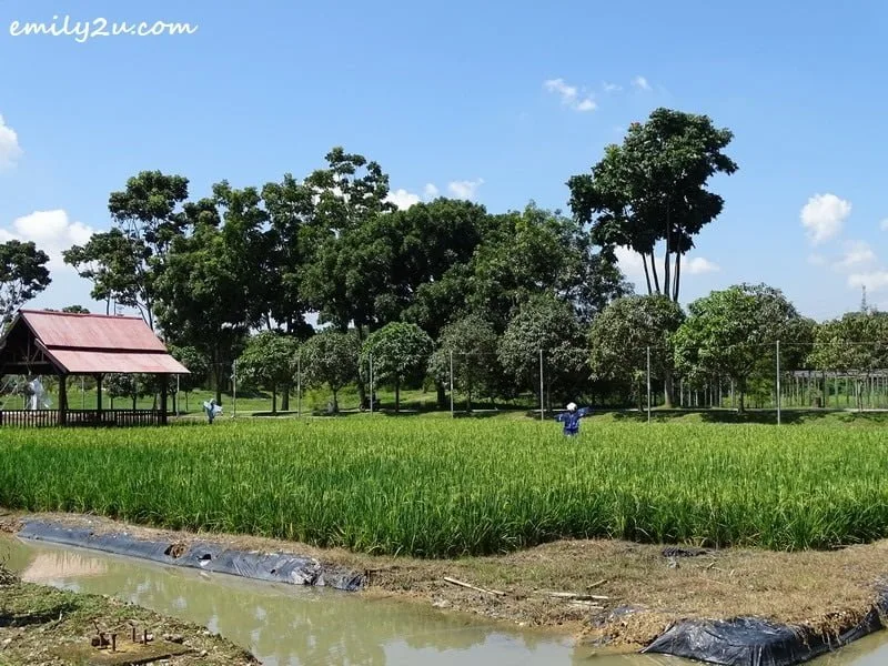 19. Rice Info Centre