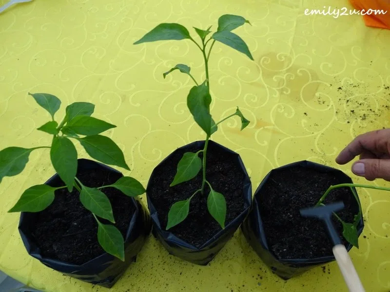 3. tree saplings in seedling bags