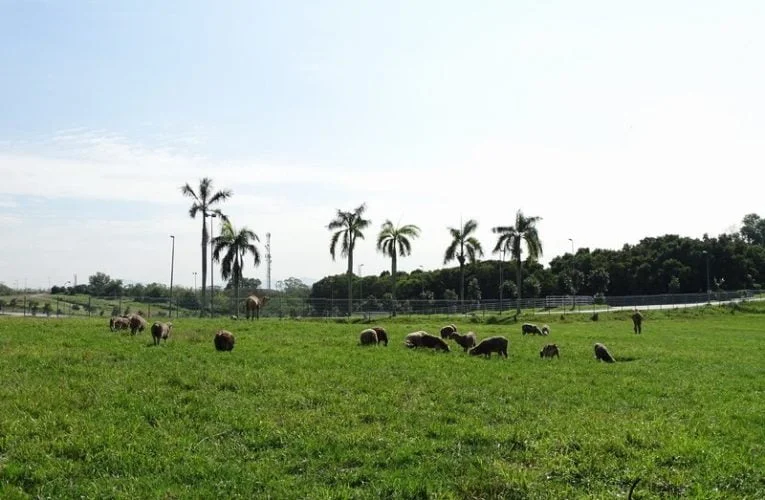 Top 5 Agro Attractions at MAEPS
