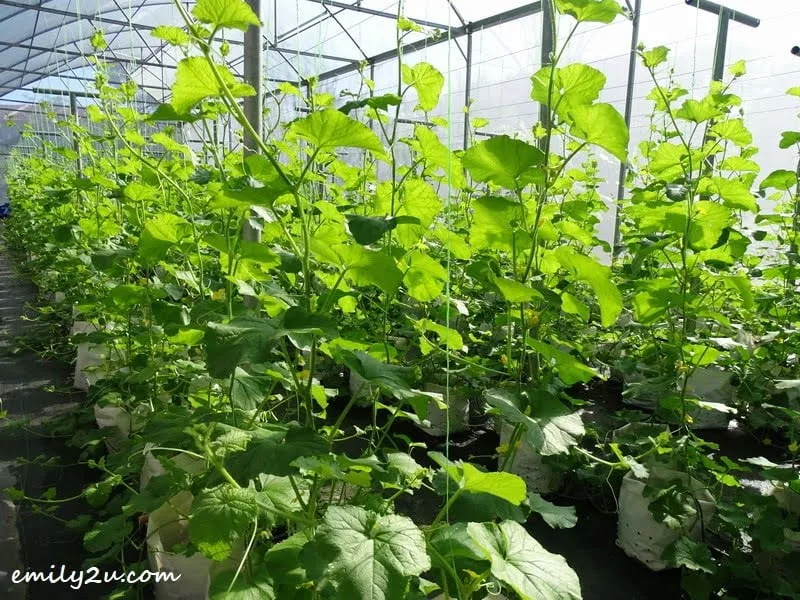 5. in one of the greenhouses