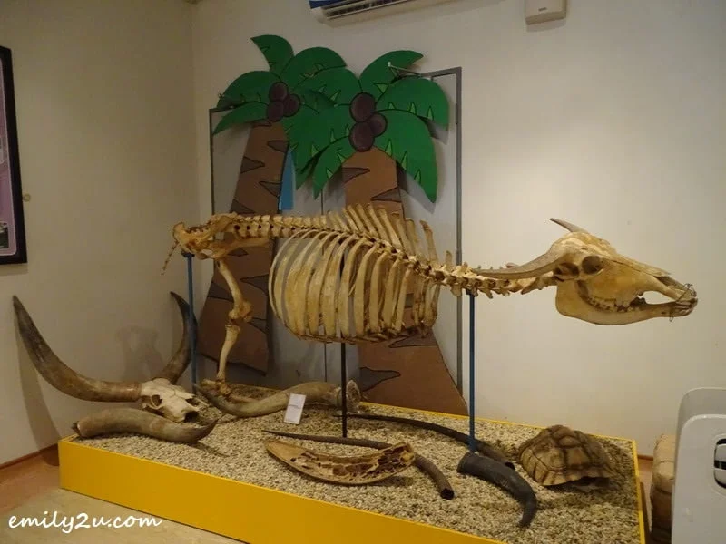 6. animal skeleton 