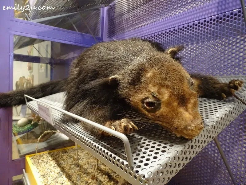 8. a mounted Bear Cat