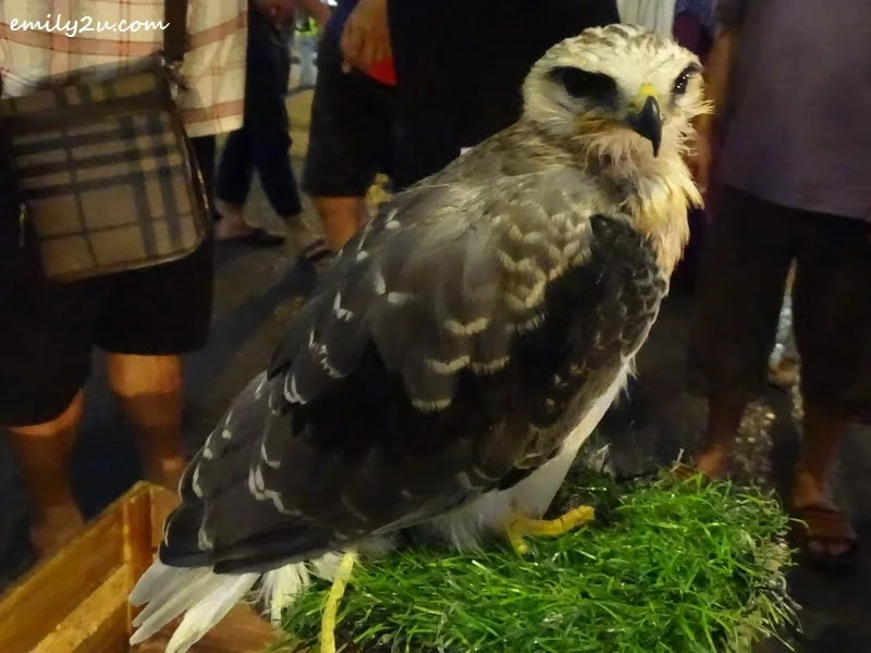 10. another bird