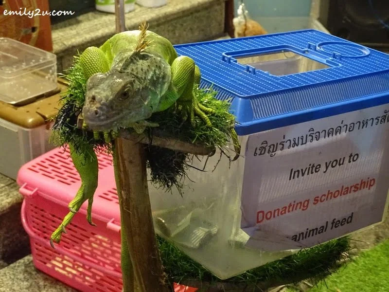 11. iguana