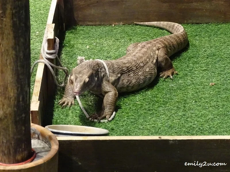 12. lizard