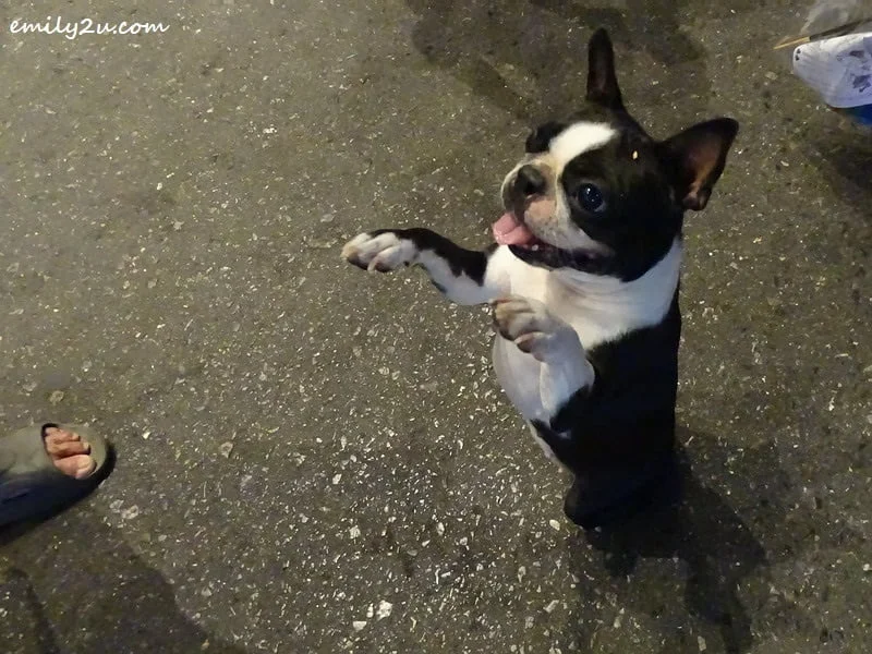 13. Boston terrier
