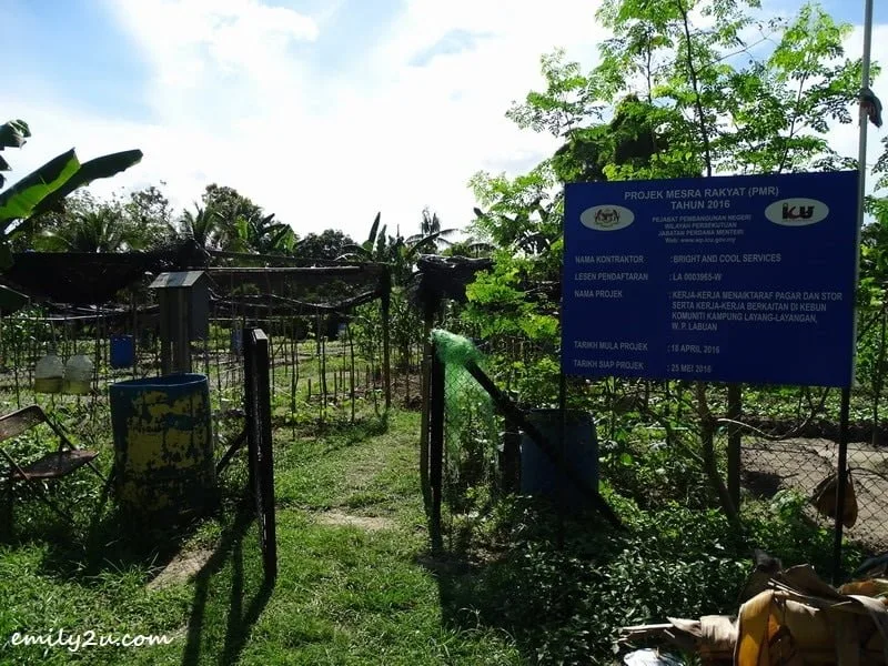 1. community farming at Kampung Layang-Layangan, Labuan