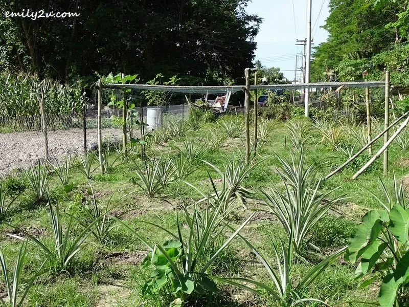2. crops