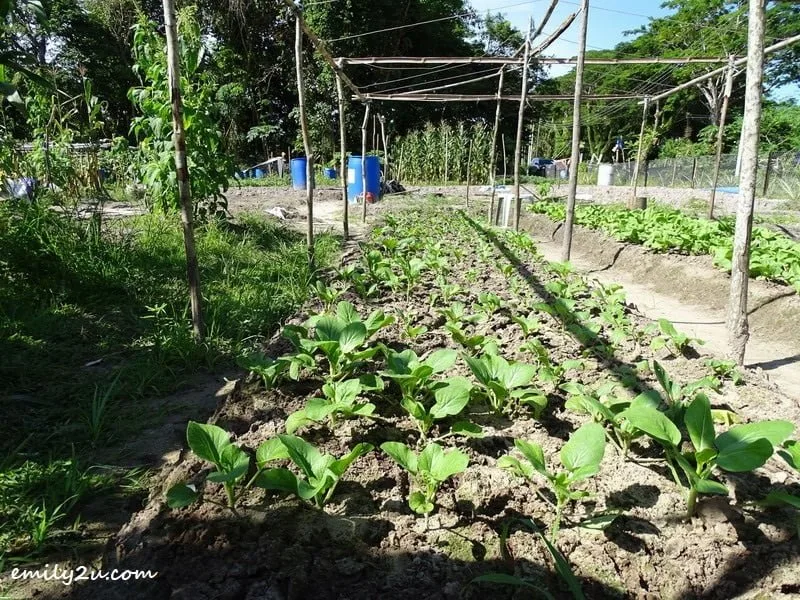 3. more crops