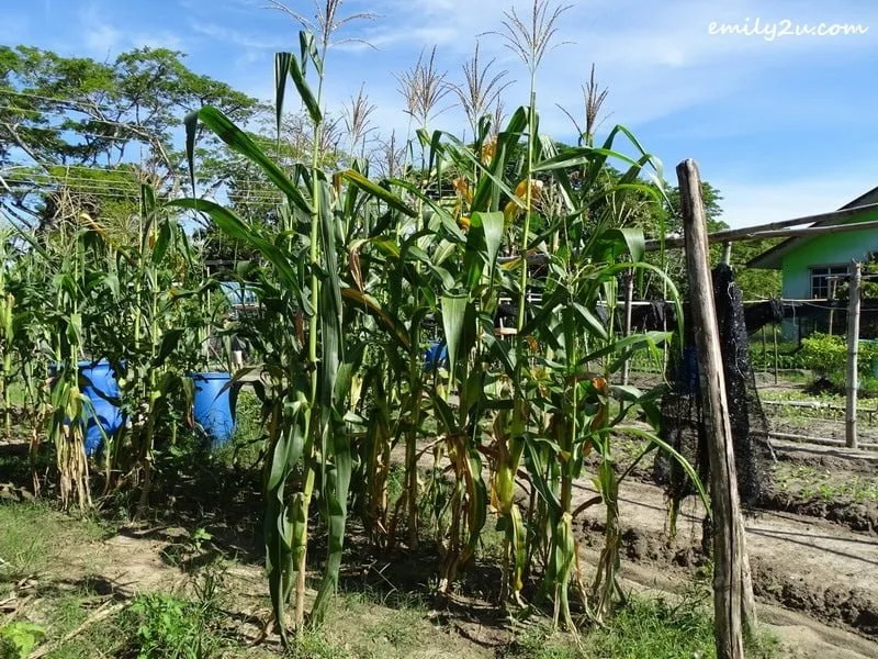 4. corn