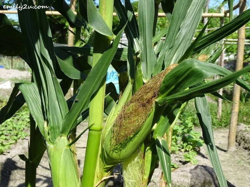 5. Is this corn ready to be harvested?