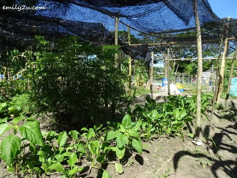 6. some vegetables
