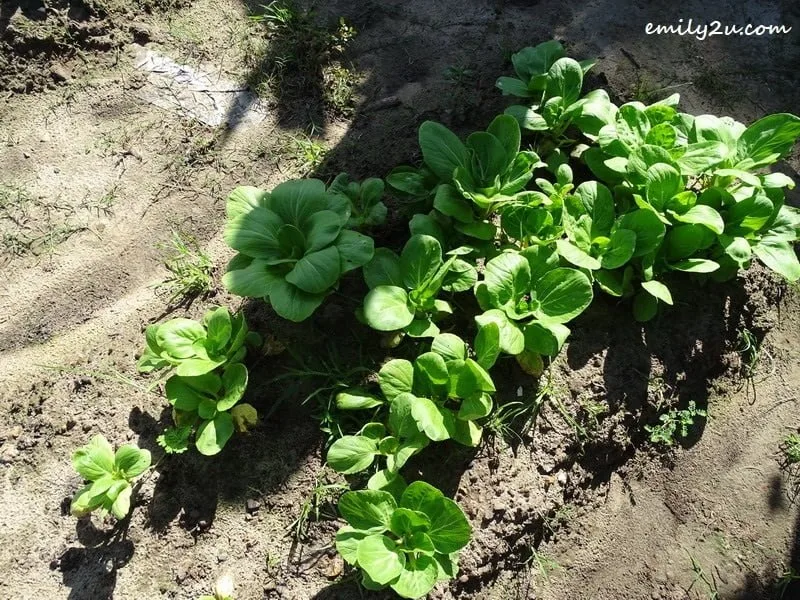 7. some other vegetables