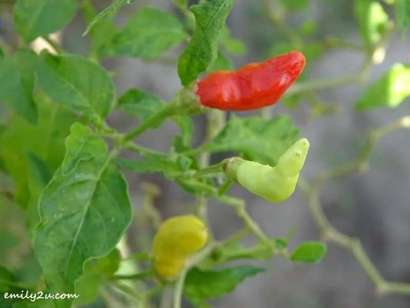 8. chillies