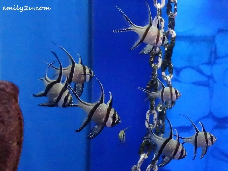 10. Banggai cardinalfish
