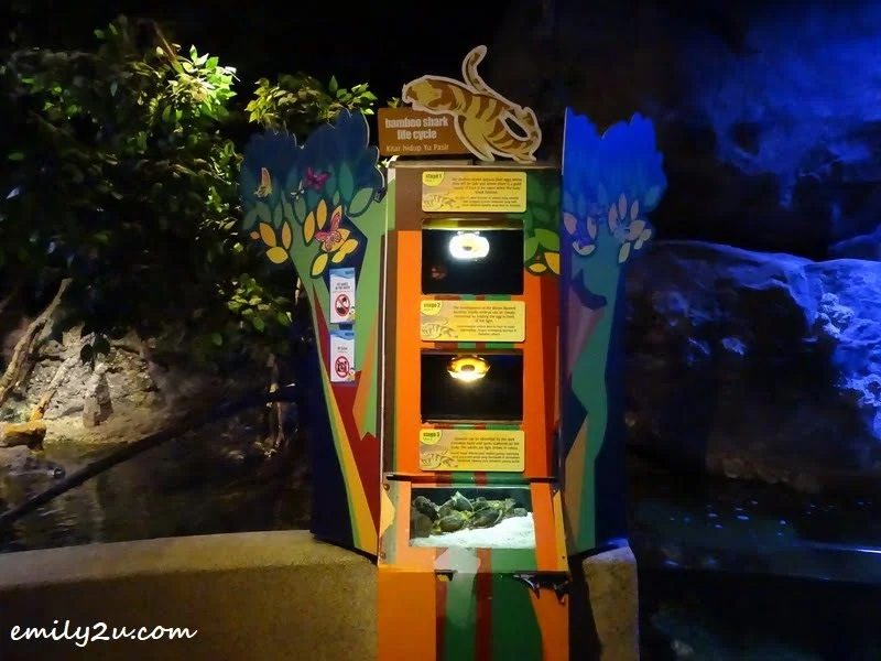  12. learn about bamboo shark life cycle