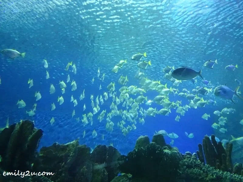 16. Amazing Schooling Fish