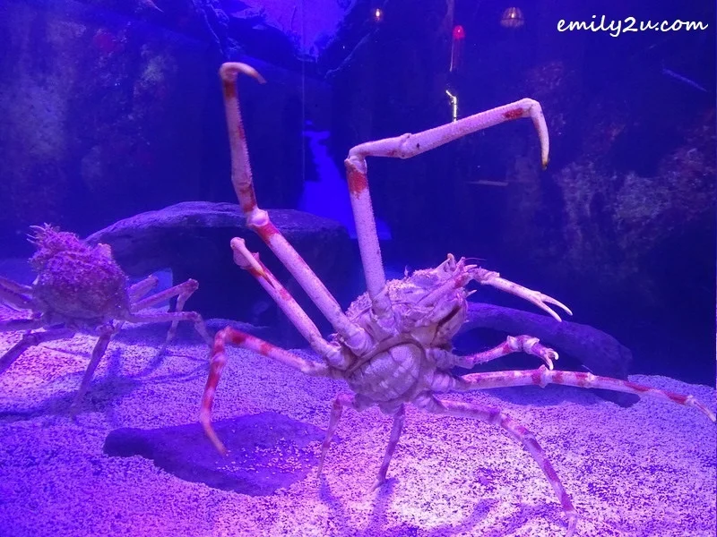 17. incredible super-sized invertebrate