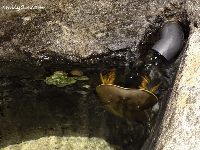 2. Horseshoe Crab
