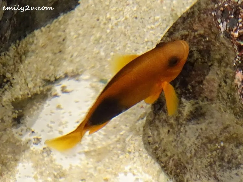 3. in one of the aquariums