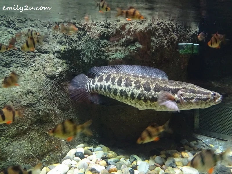 5. in another aquarium