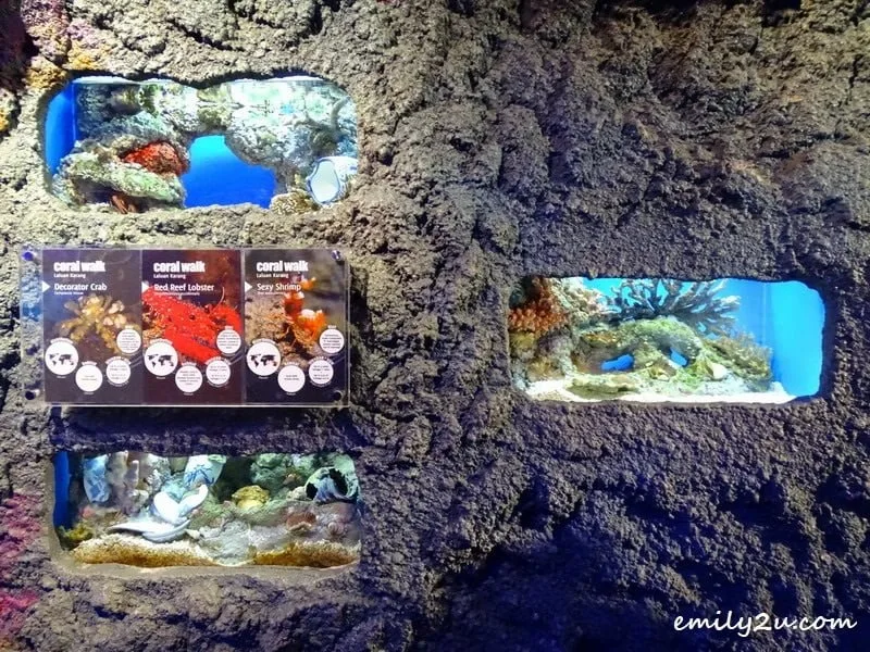 9. coral samples