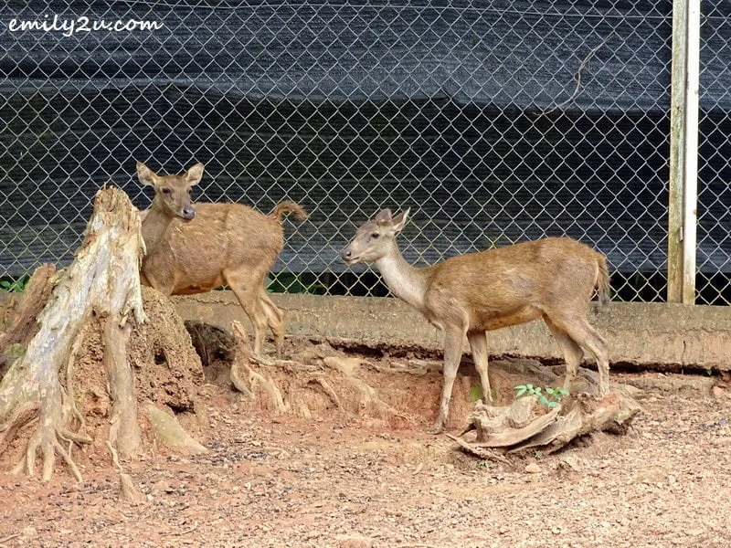 11. deer