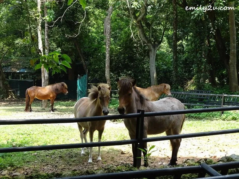 14. horses