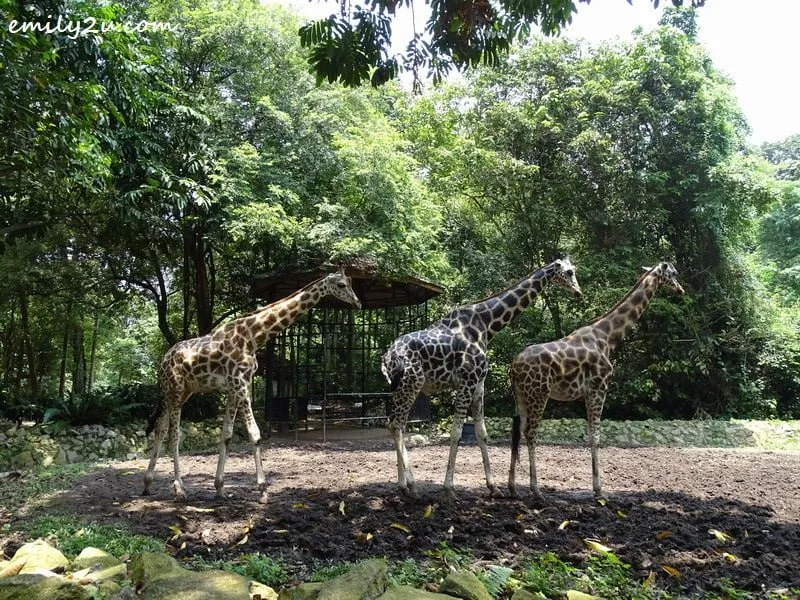 15. giraffes