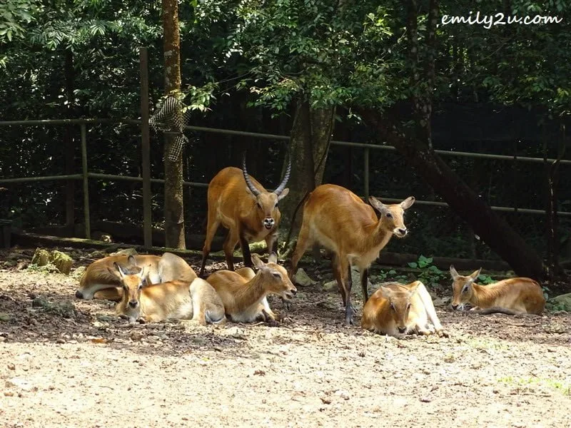 16. Kafue Lechwe