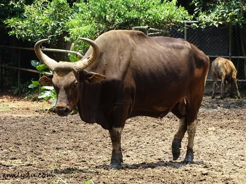 17. Banteng