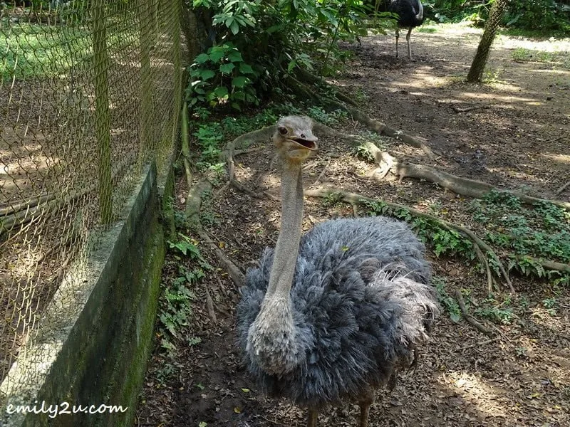 18. ostrich