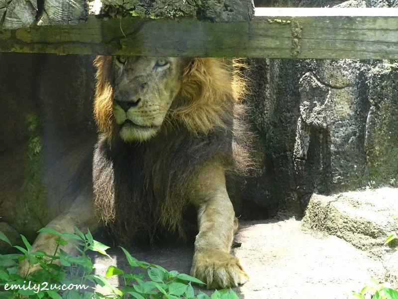 19. African lion