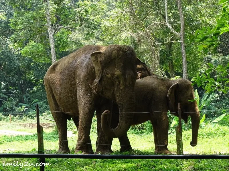 20. Asian elephants