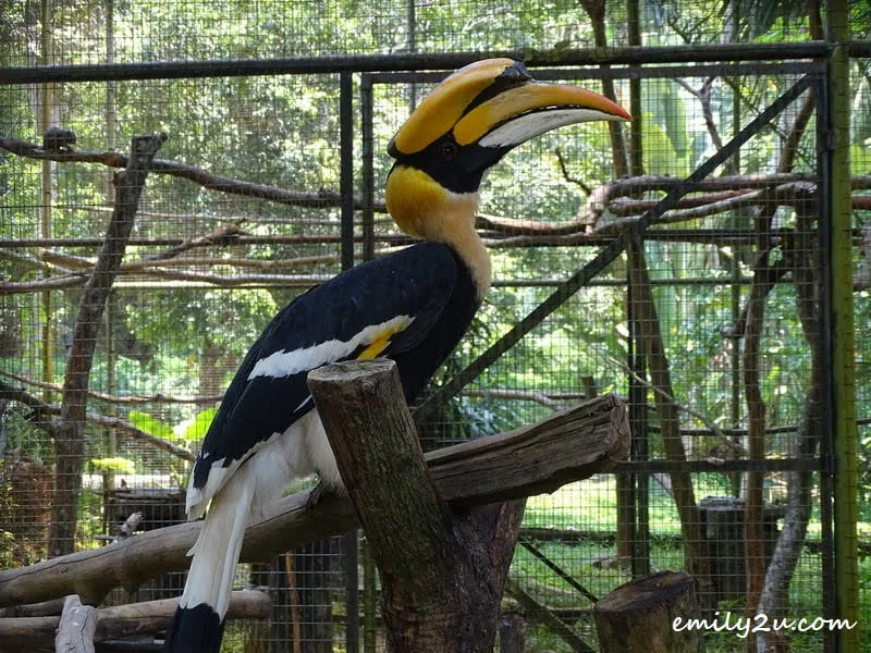 21. Great Hornbill