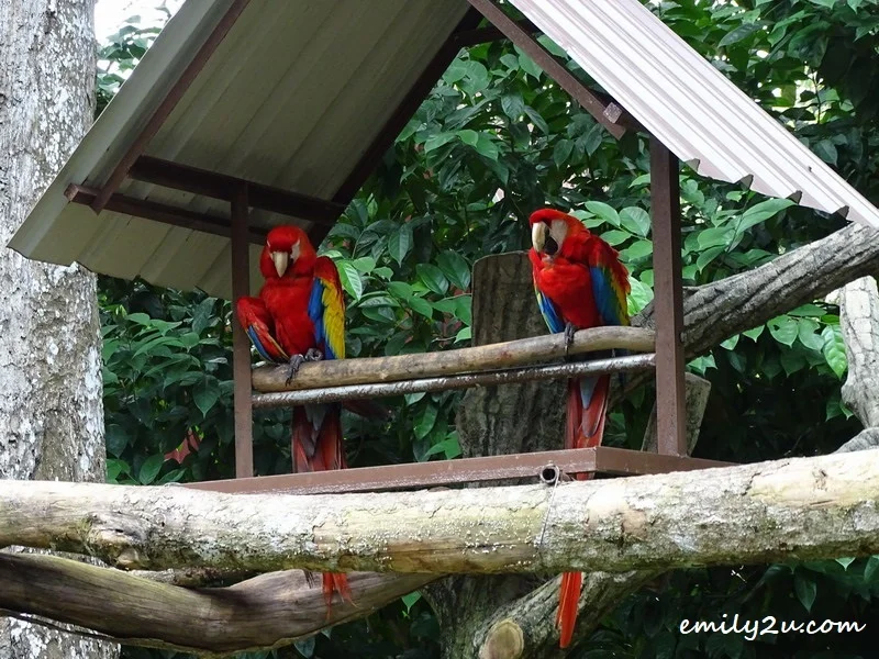 4. scarlet macaw