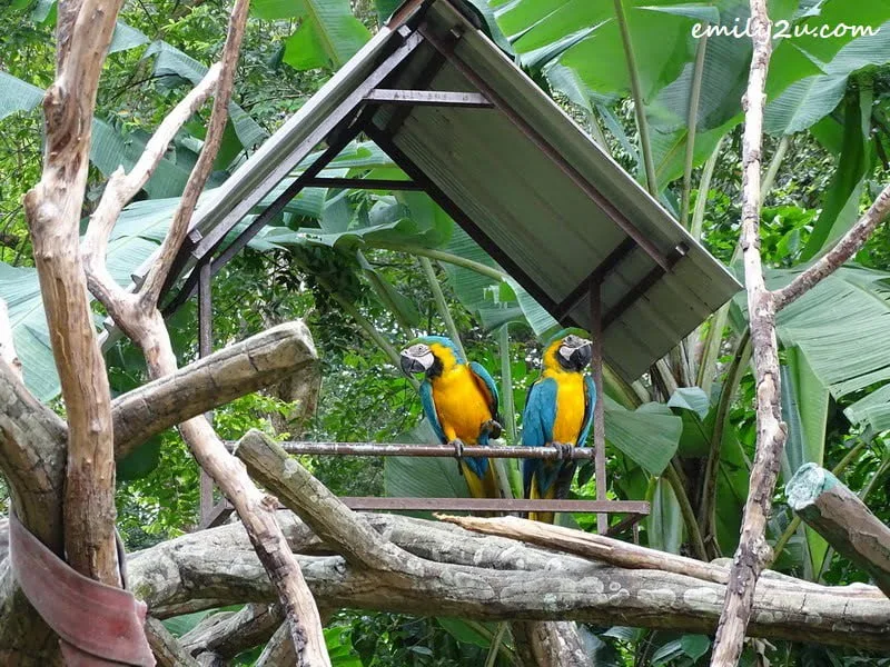 5. blue & yellow macaw