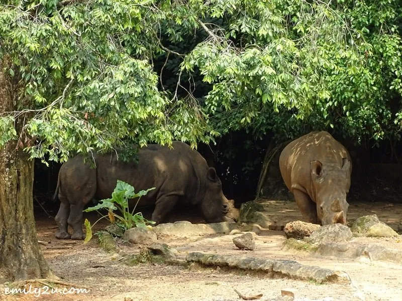 6. white rhinoceros